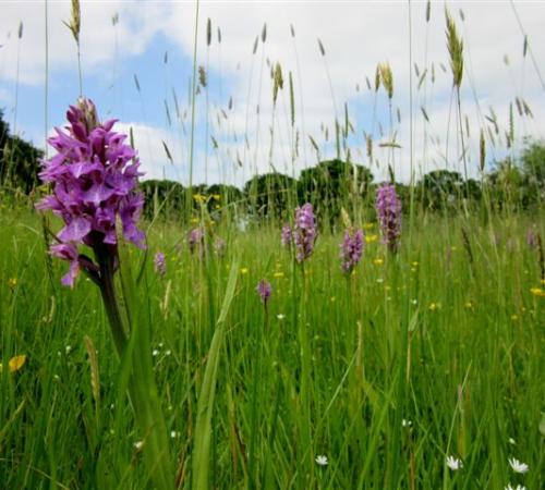 Orchid walk, Sn Marshes