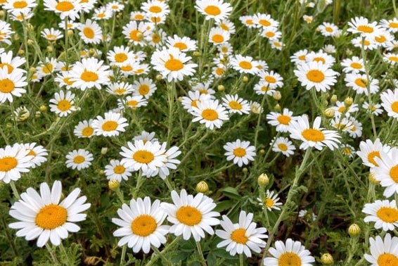 Oxeye daisies for a great show?