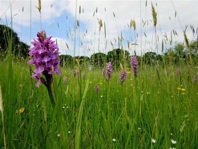 Orchid walk, Sn Marshes