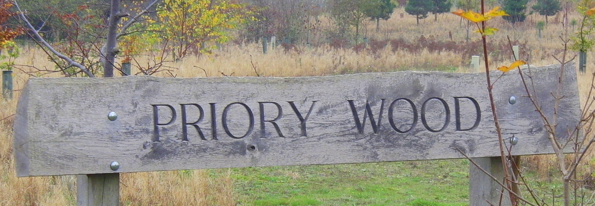 141111 CIMG1230 Priory Wood