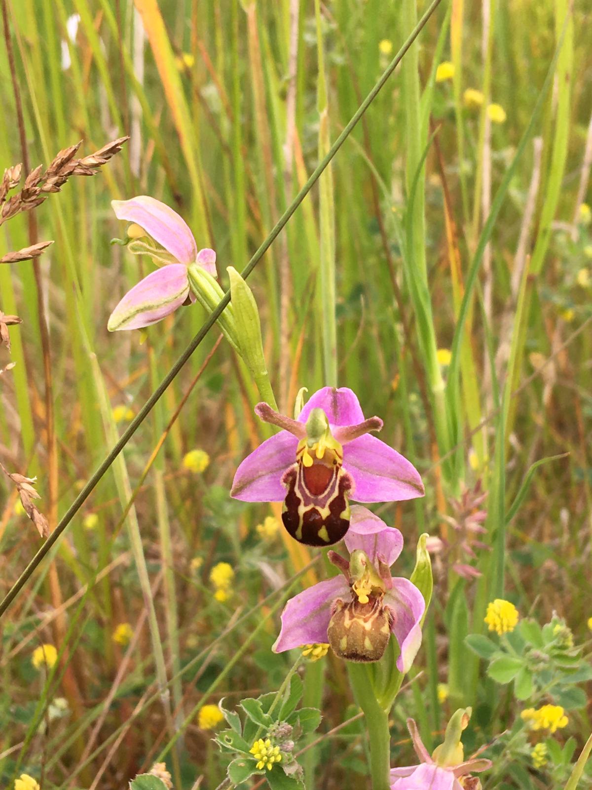 bee-orchid