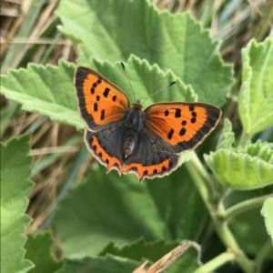 small copper on Marsh Mallow