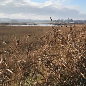 Snape Maltings — distant view