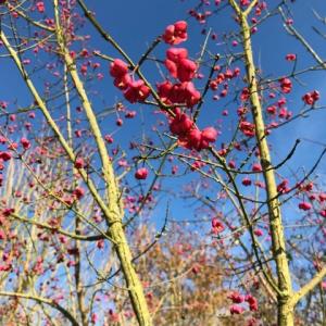 spindle tree berries