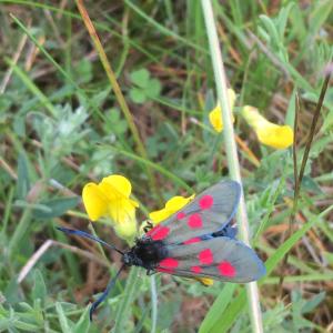 five-spot burnet moth on bird’s-foot trefoil