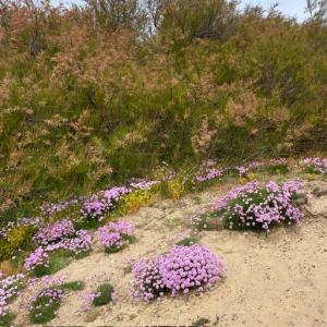 thrift and tamarisk at Minsmere