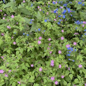 Herb Robert and green alkanet, Priory Road