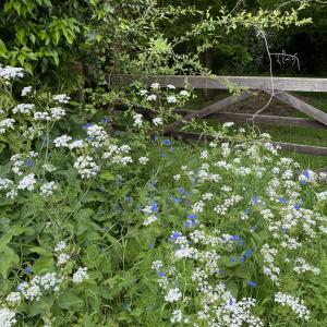 cow parsley and green alkanet, near the allotments
