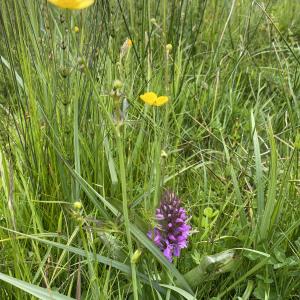 southern marsh orchid on Snape Marshes