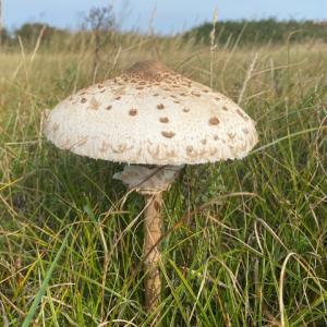 parasol mushrooms near Thorpeness