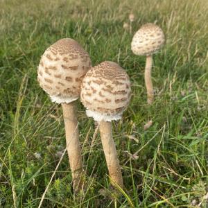 parasol mushrooms near Thorpeness