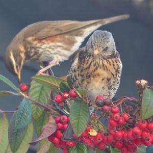 redwing with berries, and fieldfare