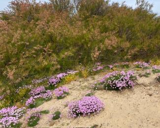 230522 5 thrift and tamarisk at Minsmere