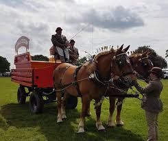 Suffolk Punches with a dray