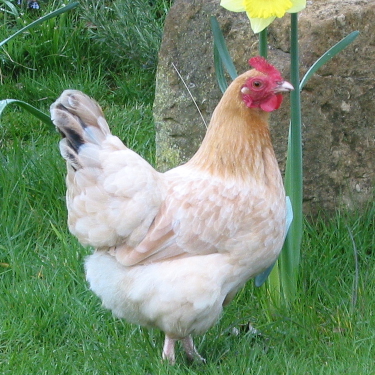 Our hen clucks up 1,750 days!