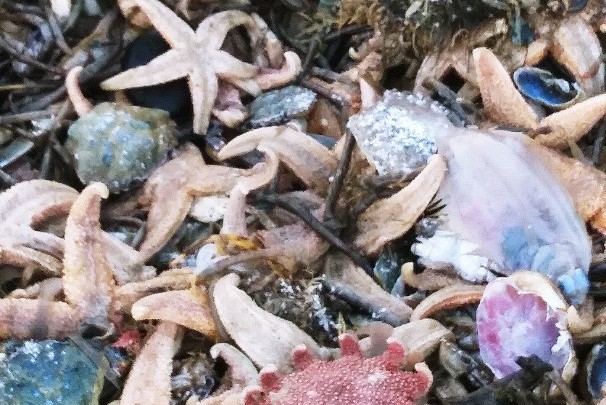 Especially for dog-owners: Toxic starfish risk