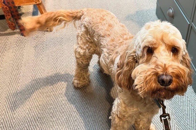 Dora the Cockapoo is FOUND!