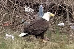 litter picking eagle